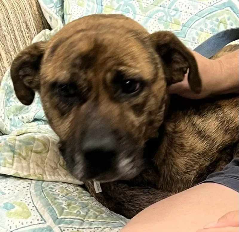 LabaPug