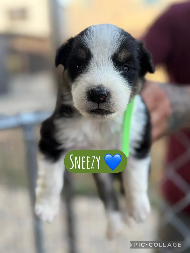 A baby medium-sized male Akita dog named Sneezy for adoption in Lodi, CA