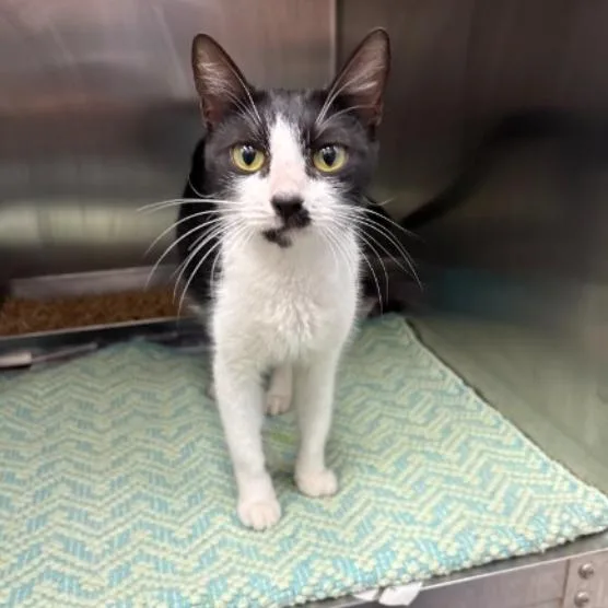 A young medium-sized female Black Domestic Short Hair cat named Joan Jett for adoption in Corpus Christi, TX