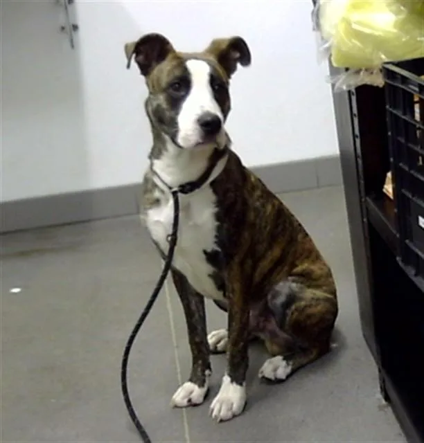 A young large-sized male Pit Bull Terrier dog named Asteroid for adoption in Mesa, AZ