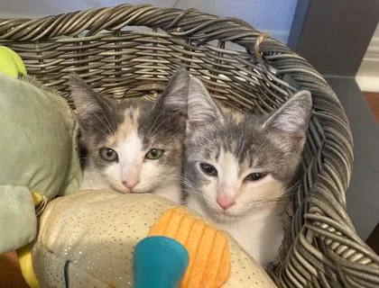 A baby small-sized female Domestic Short Hair cat named Spritz for adoption in San Antonio, TX