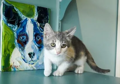 Spritz thumbnail 2