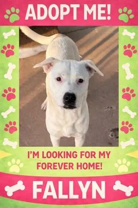 An adult medium-sized female White / Cream Terrier dog named Fallyn for adoption in Bowie, TX