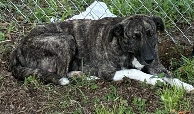 A young medium-sized female Mixed Breed dog named Beauty for adoption in Dallas, TX