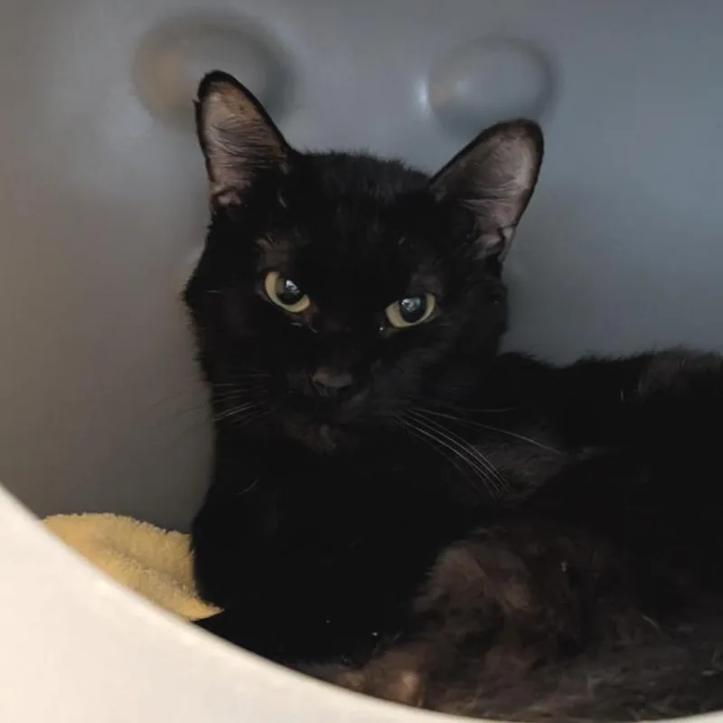 A young medium-sized male Domestic Short Hair cat named Augite for adoption in Tacoma, WA