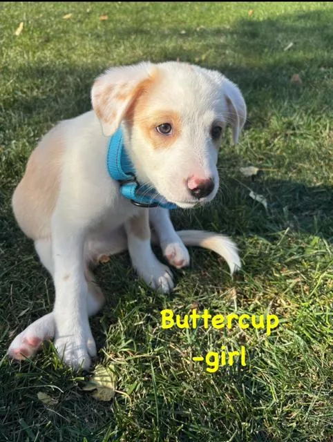 A baby medium-sized female Labrador Retriever dog named Buttercup for adoption in Midway, UT