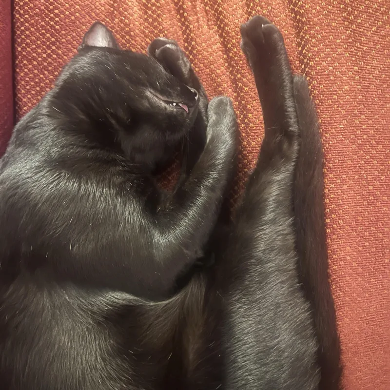 A young medium-sized male Black Domestic Short Hair cat named Jack Black for adoption in Richmond, VA