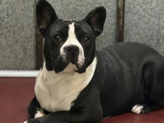 A young large-sized male Boston Terrier dog named Cubin for adoption in Los Angeles, CA