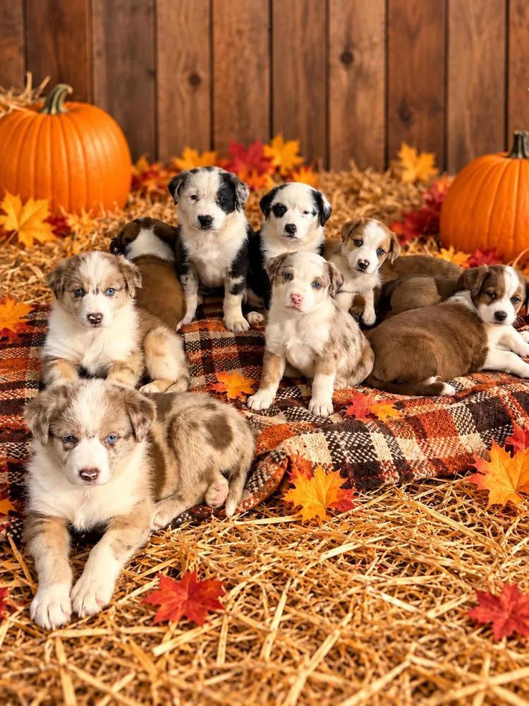 Pumpkin Patch Pups : thumbnail 2