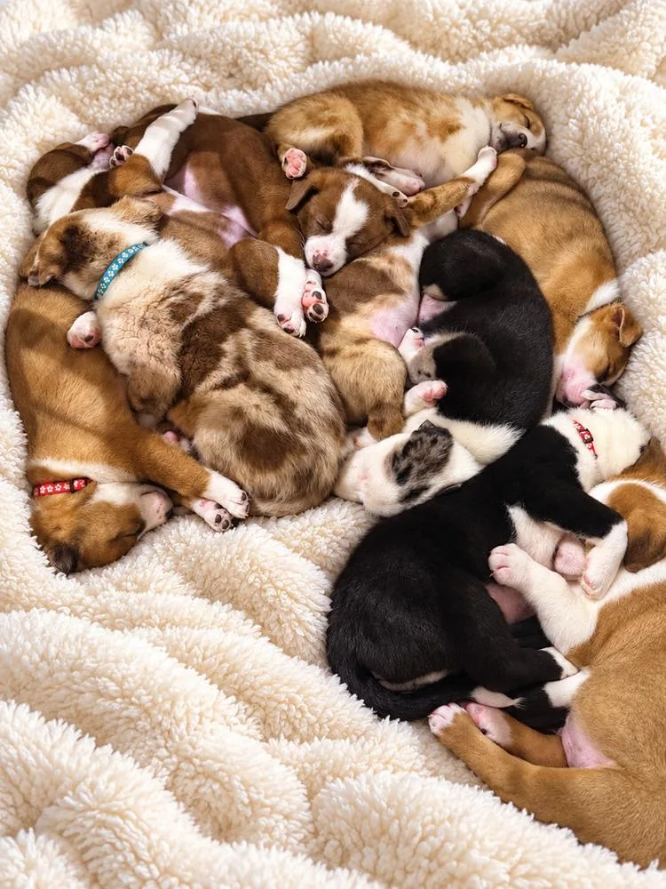 Pumpkin Patch Pups : thumbnail 3