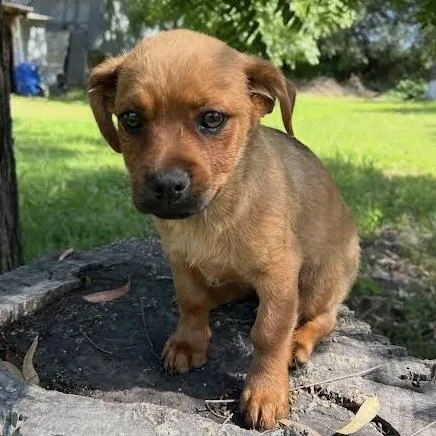A baby small-sized female Red / Chestnut / Orange Terrier dog named Orange for adoption in Sonoma, CA