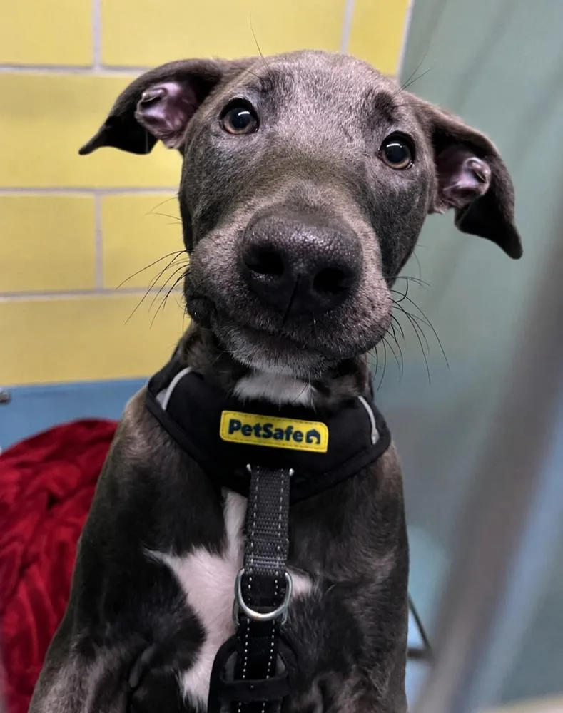 A baby medium-sized male Gray / Blue / Silver Mixed Breed dog named Adonis for adoption in New York, NY