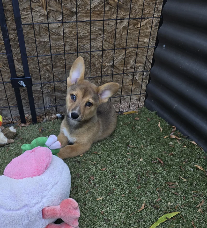 Toffee thumbnail 5