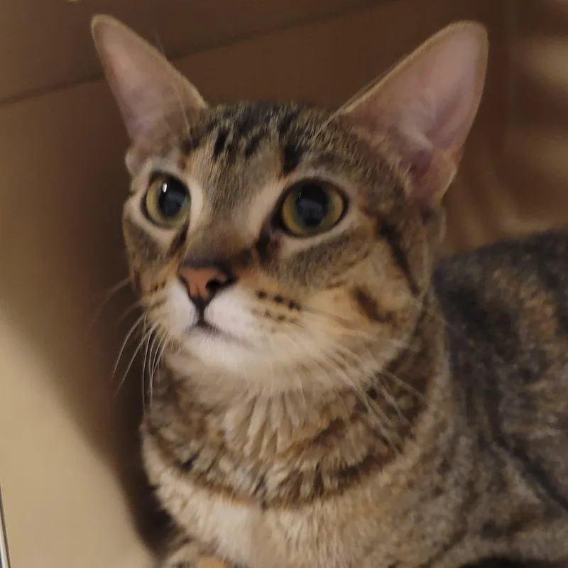 A young medium-sized female Brown / Chocolate Domestic Short Hair cat named Apple Fritter for adoption in Wheeling, IL