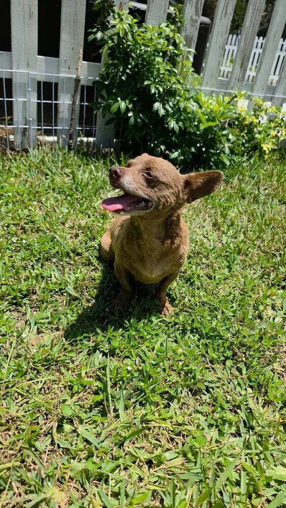 A senior small-sized male Brown / Chocolate Chihuahua dog named Tubby for adoption in Melbourne Beach, FL