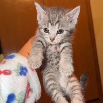 A baby medium-sized female Tabby (Gray / Blue / Silver) Domestic Short Hair cat named Sky for adoption in Circleville, OH