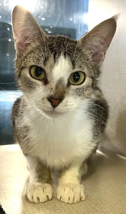An adult medium-sized female White Domestic Short Hair cat named Parnsip for adoption in Stanwood, WA