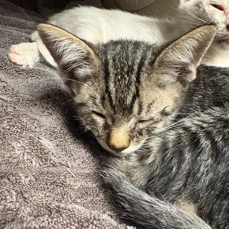 A baby small-sized female Torbie Domestic Short Hair cat named Rose for adoption in Yuma, AZ