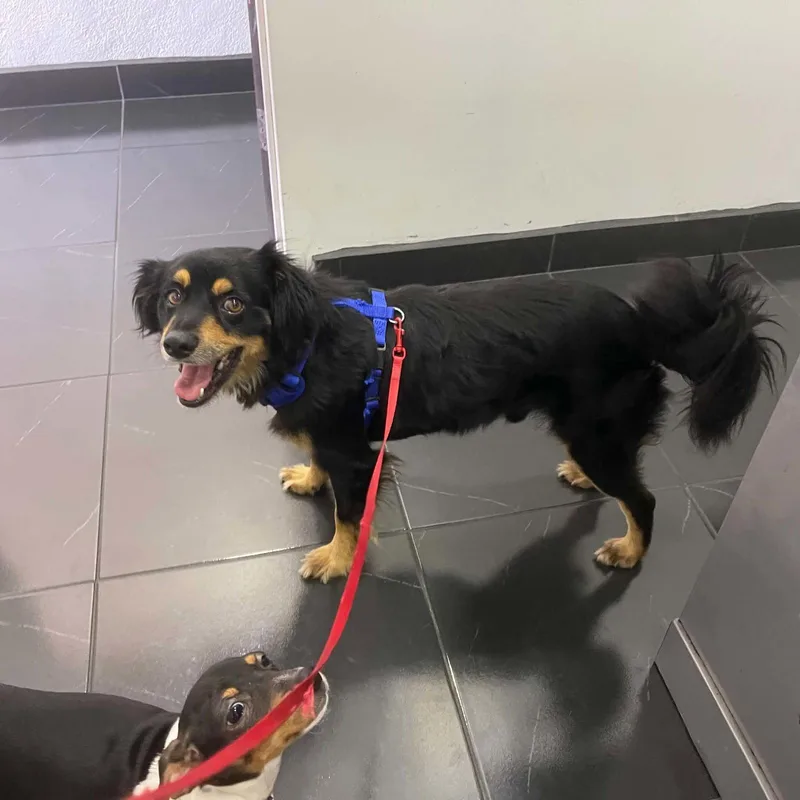 An adult small-sized male Cocker Spaniel dog named Rocky for adoption in Escondido, CA