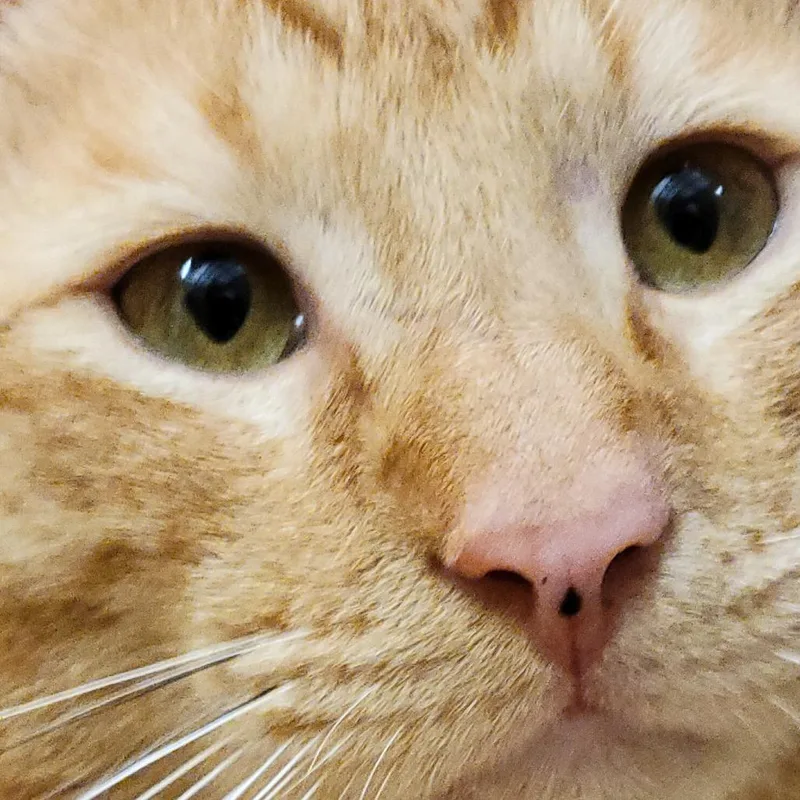 Daniel Tiger thumbnail 2