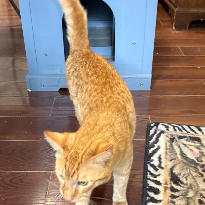 Daniel Tiger thumbnail 3