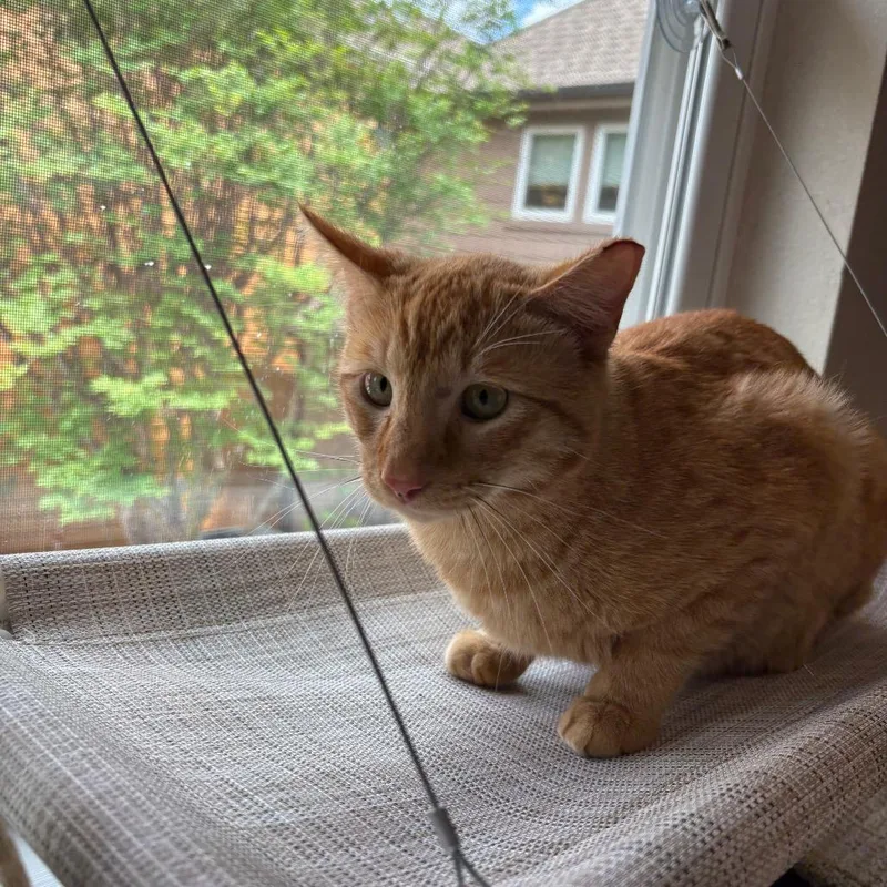 Daniel Tiger thumbnail 4