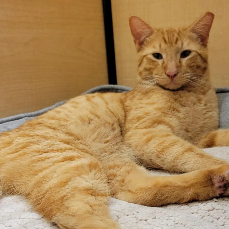 Daniel Tiger thumbnail 5