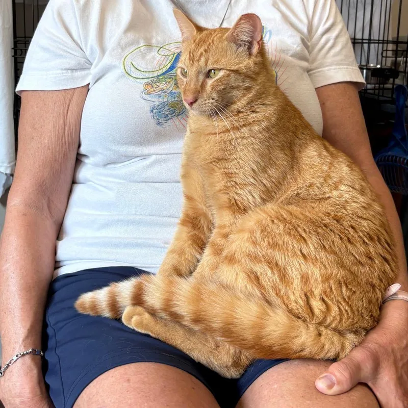 Daniel Tiger thumbnail 6