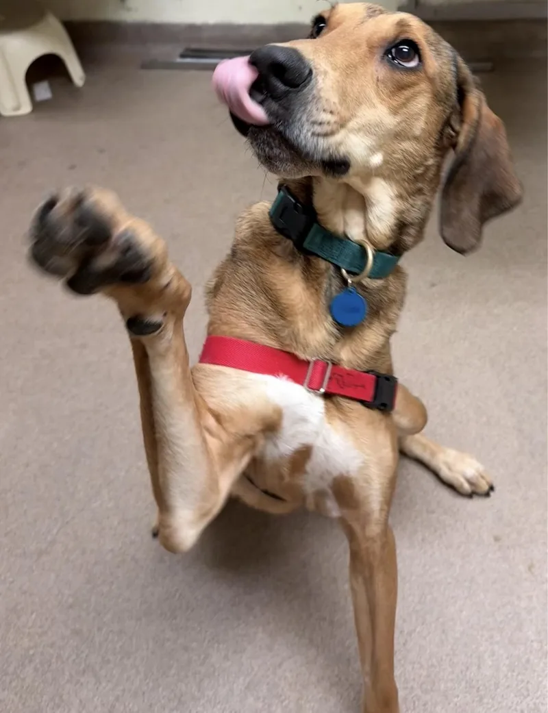 An adult large-sized male Hound dog named Yoda for adoption in Bothell, WA