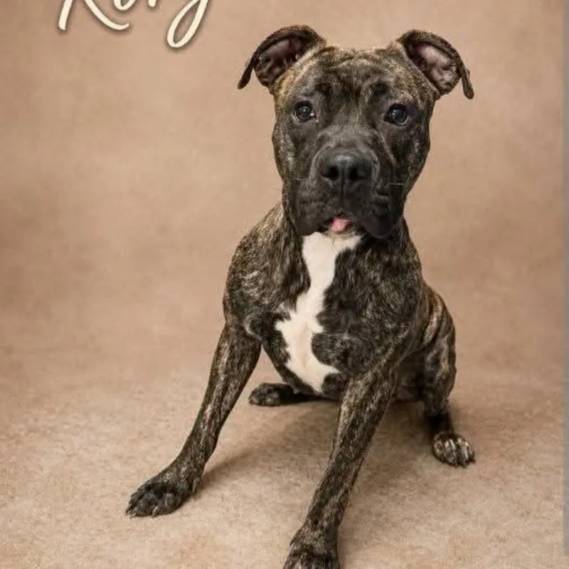 A young large-sized female Mixed Breed dog named Rory for adoption in DeKalb, IL