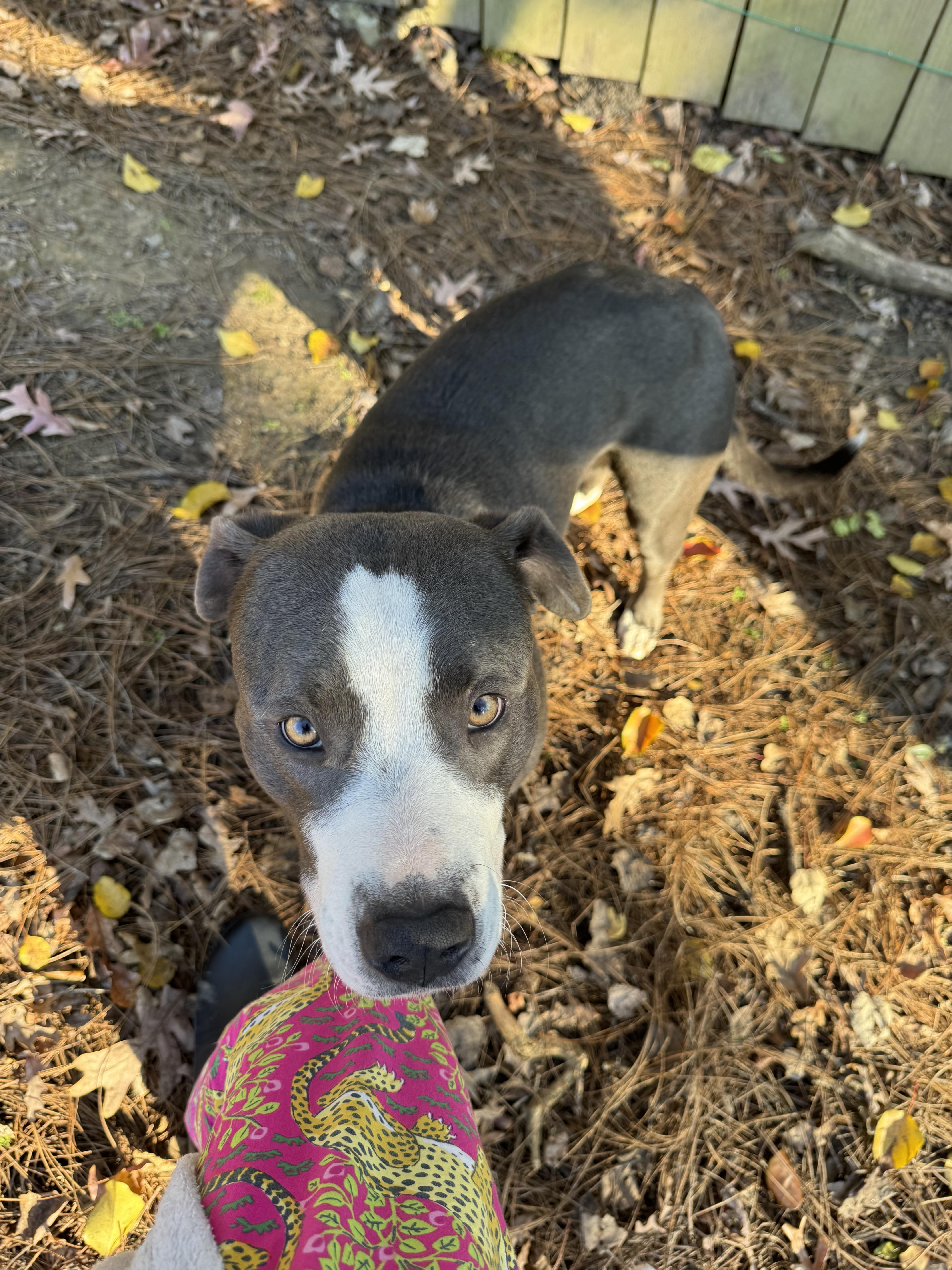 Moco & Choco thumbnail 3