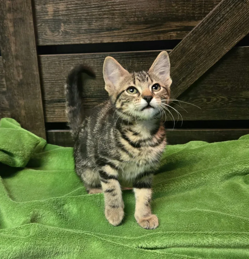 A baby small-sized female Tabby (Brown / Chocolate) Domestic Short Hair cat named Packing Tape for adoption in Stoughton, WI
