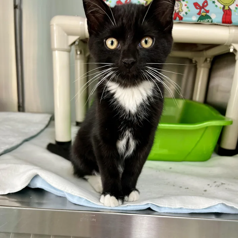 A baby medium-sized male Black & White / Tuxedo Domestic Short Hair cat named Sparks for adoption in Jamestown, ND