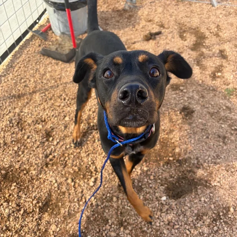A young medium-sized female Black Mixed Breed dog named Sage KCAC . for adoption in Kerrville, TX