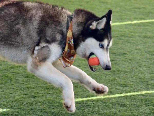 An adult large-sized male Siberian Husky dog named Agouti for adoption in San Diego, CA