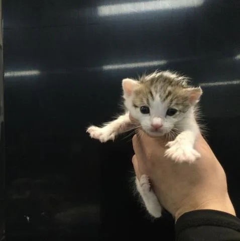 A baby small-sized male Domestic Short Hair cat named Gus Gus for adoption in Thousand Palms, CA