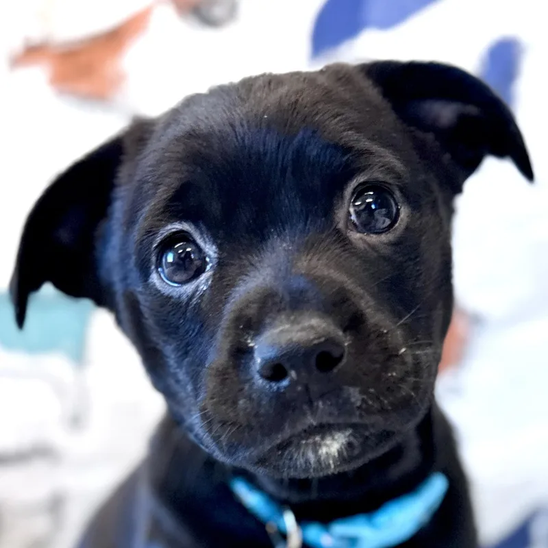 A young small-sized female Beagle dog named Ora for adoption in Palatine, IL