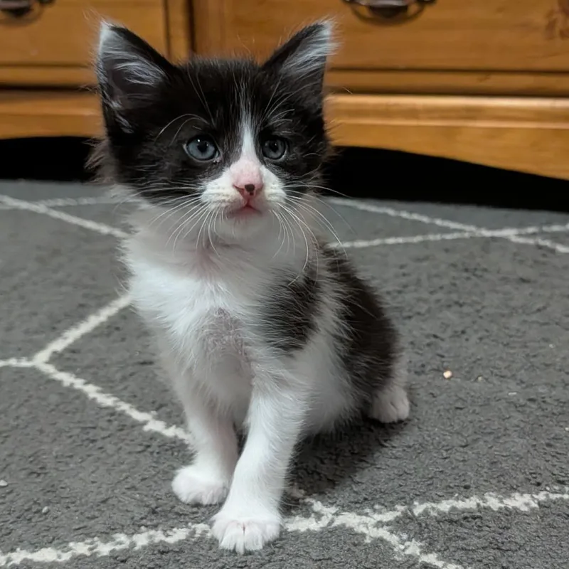 A baby small-sized male Black Domestic Short Hair cat named Sprite Fizz for adoption in Austin, TX