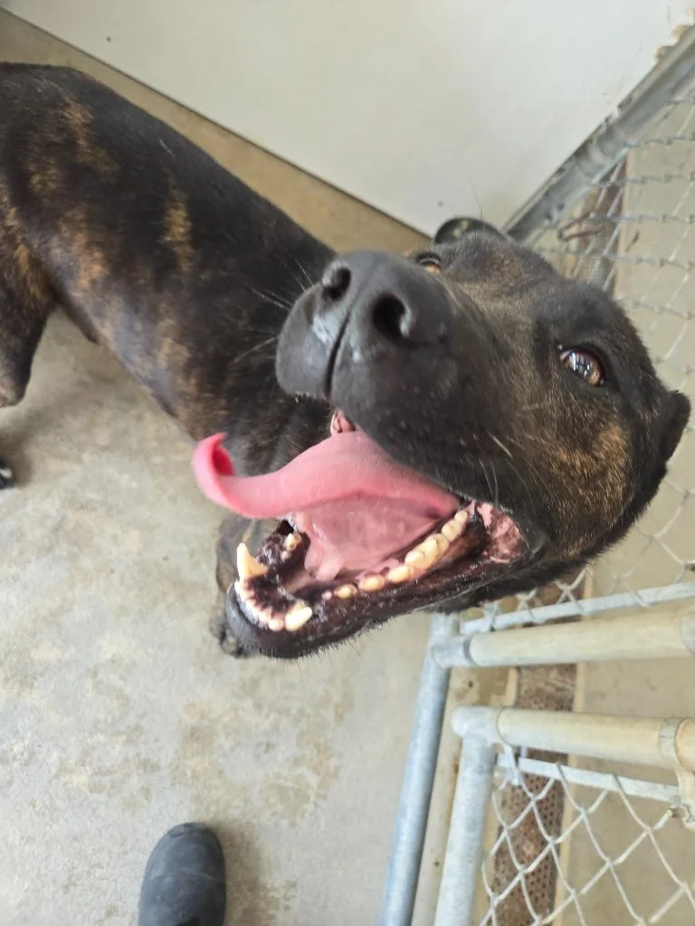 An adult medium-sized male Mixed Breed dog named Grizzly for adoption in Mount Gilead, NC
