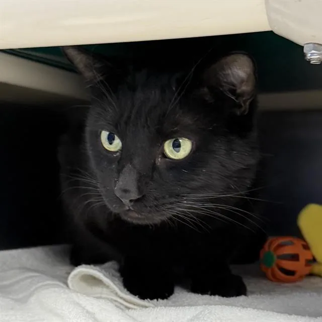 An adult medium-sized male Domestic Short Hair cat named Neyo for adoption in Las Vegas, NV