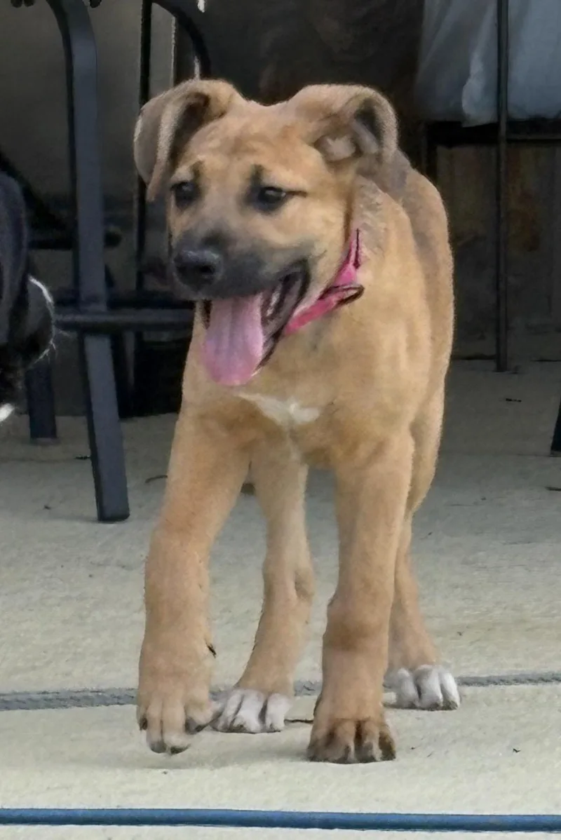A baby medium-sized female Tricolor (Brown, Black, & White) German Shepherd Dog dog named Lucky for adoption in Clarksville, VA
