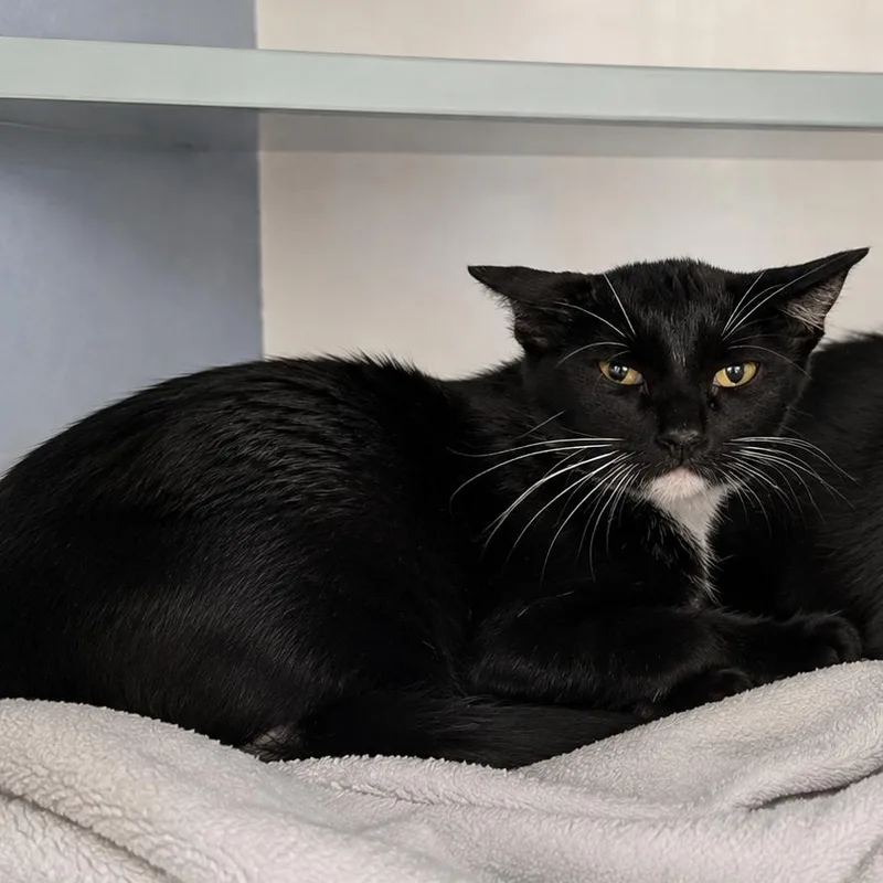 A young small-sized female Black Domestic Short Hair cat named Dorthy for adoption in Buchanan Dam, TX