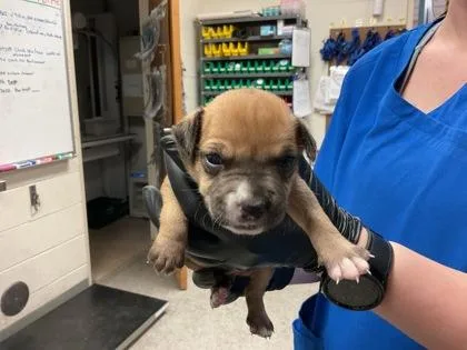 A baby small-sized male Terrier dog named Yellow for adoption in Gainesville, FL
