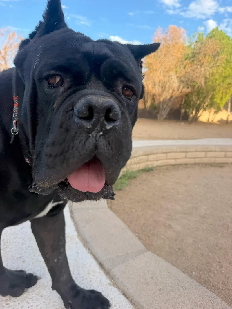 A young extra large-sized male Cane Corso dog named Meatball for adoption in Glendale, AZ