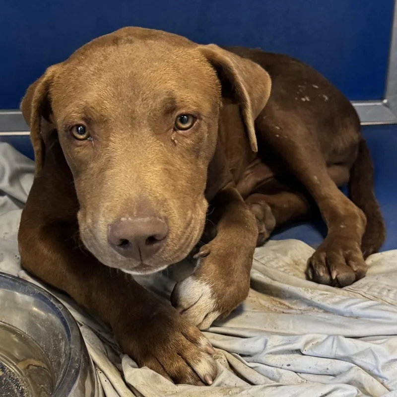 A young medium-sized male Brown / Chocolate Mixed Breed dog named Poe for adoption in Las Cruces, NM