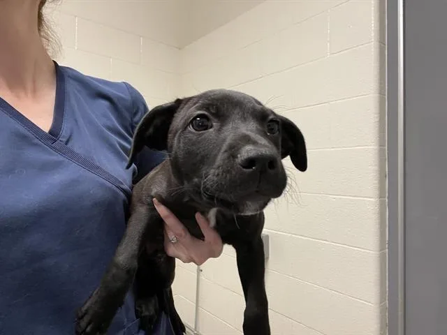A baby small-sized male Pit Bull Terrier dog named Kingsley for adoption in Auburn, CA