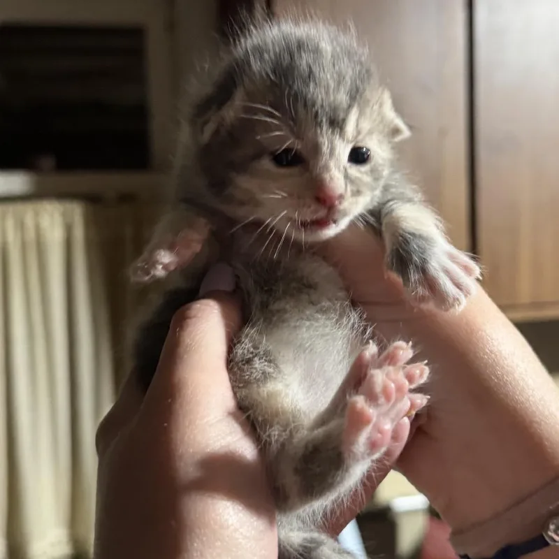 A baby small-sized female Calico Domestic Short Hair cat named Heaven for adoption in Danbury, CT
