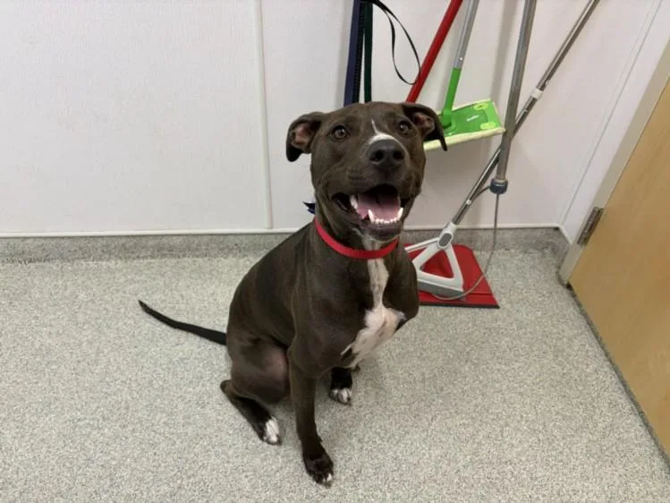 An adult large-sized male Pit Bull Terrier dog named Murdock for adoption in Loveland, CO