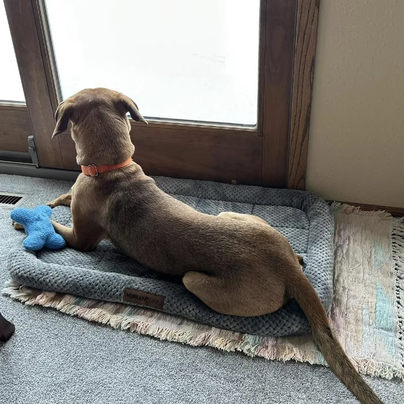 An adult medium-sized female Brown / Chocolate Labrador Retriever dog named Solana for adoption in Fargo, ND
