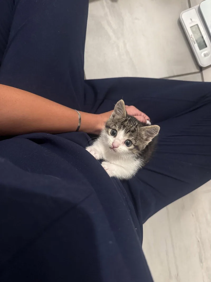 A baby small-sized female Domestic Short Hair cat named Rue for adoption in Philadelphia, PA